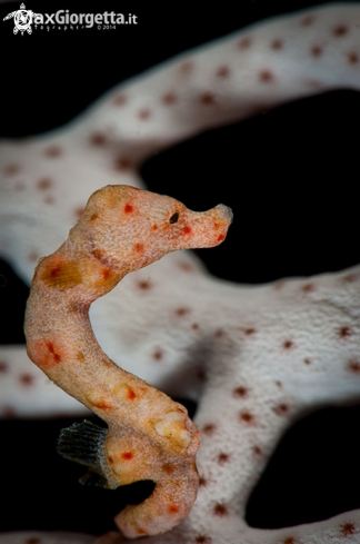 A white denise pigmy sea horse