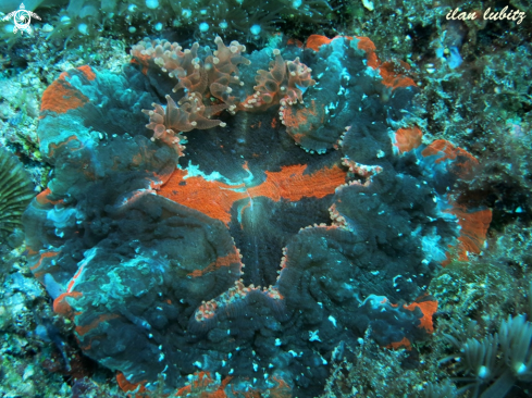 A Acanthophyllia deshayesiana | meat coral