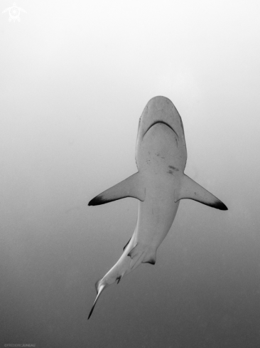 A Black Tip Reef Shark