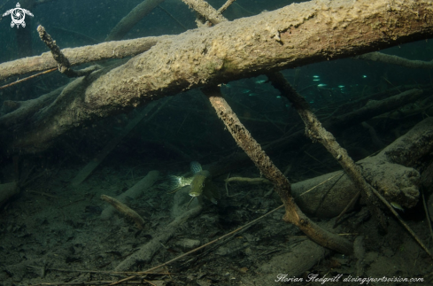 A Pike Weissensee