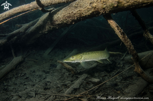 A Pike Weissensee