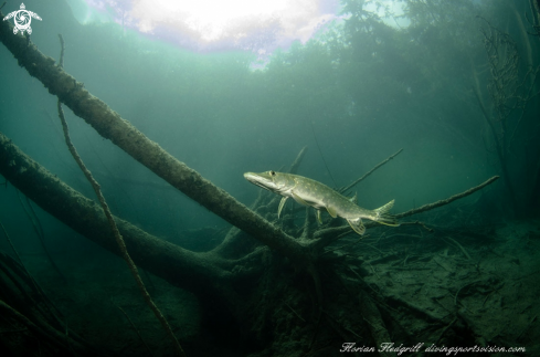 A Esox lucius | Pike Weissensee