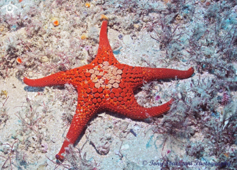 A Nectria ocellata | Ocellate Seastar