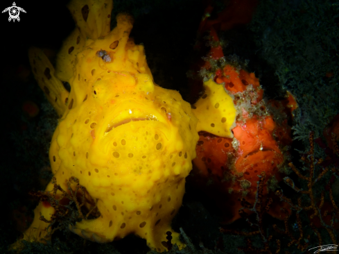 A Rundflecken Anglerfisch | Painted Frogfish