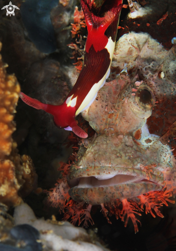 A nembrrotha on scorpionfish
