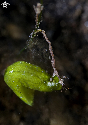 A skeleton shrimp and nudibranch