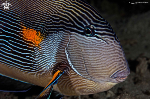 A underwater creature