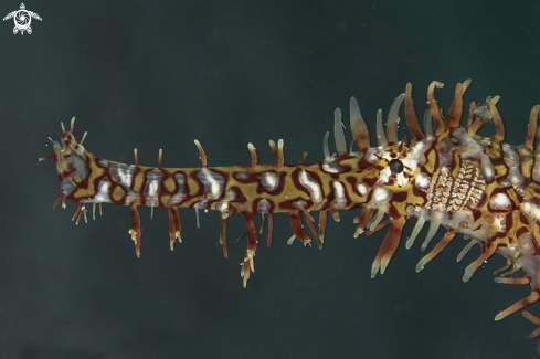 A ornate ghost pipefish