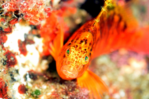 A Yellow hawkfish