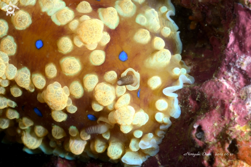 A Dendrodoris denisoni(Angas, 1864)  | nudi