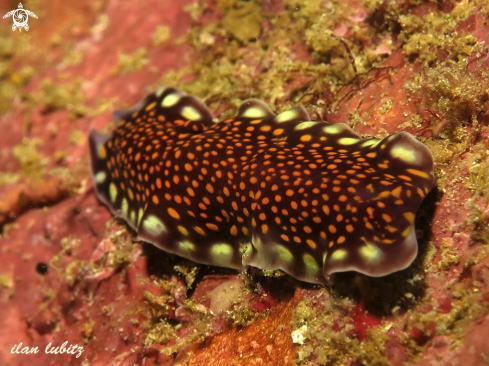 A flatworm