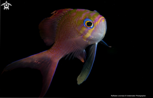 A Anthias anthias | 