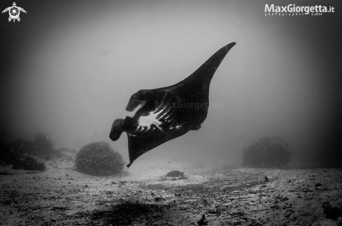 A manta