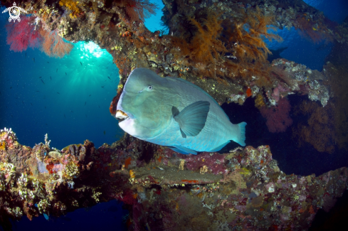 A parrot fish