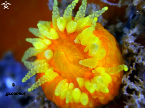 A Corail Jaune Solitaire