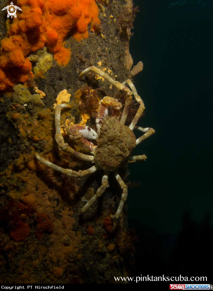 A Spider Crab