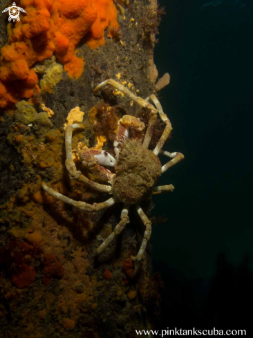 A Spider Crab