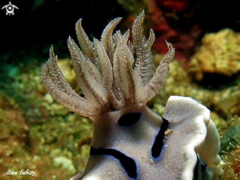 A Chromodoris willani | nudibranch