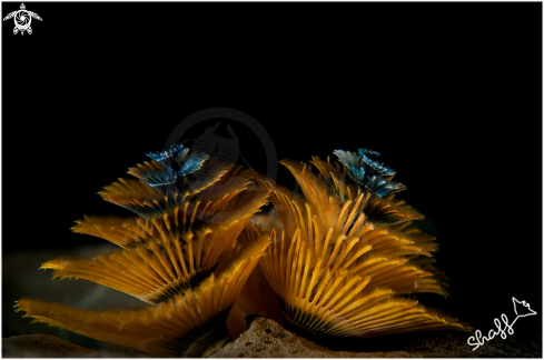 A Christmas Tree Worm