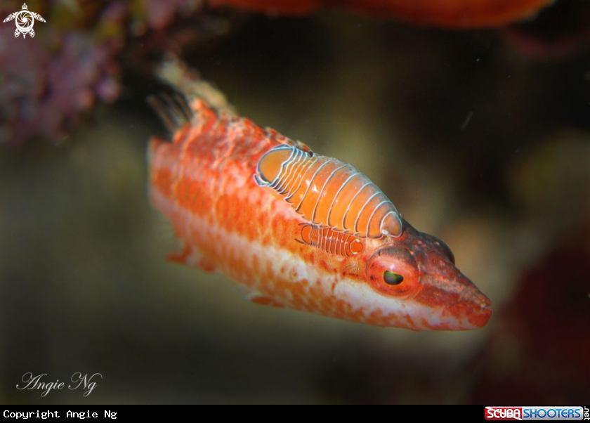 A Cardinalfish