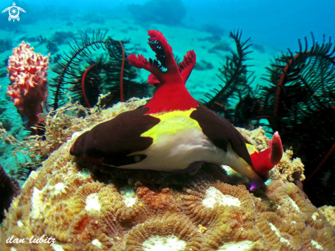 A Nembrotha rutilans  | nudibranch