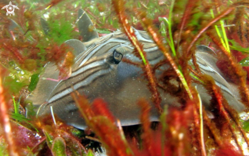 A Eastern Fiddler Ray