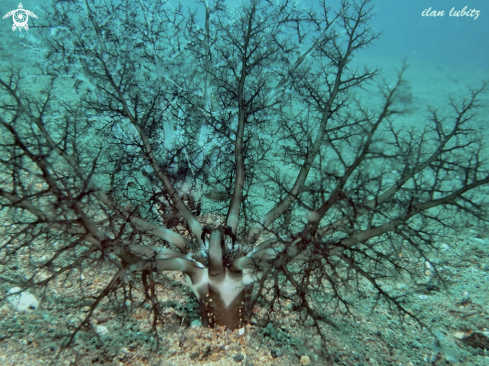 A Neothyonidium magnum | sea cucumber