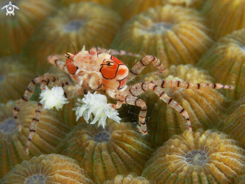 A boxer crab