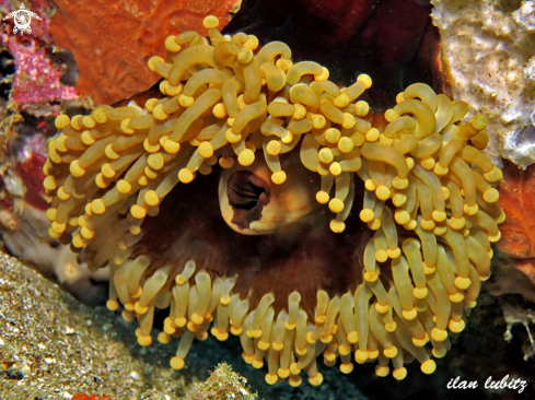 A Pseudocorynactis sp | fals anemone