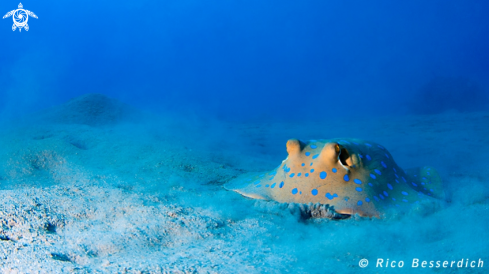 A Blue-spotted stingray