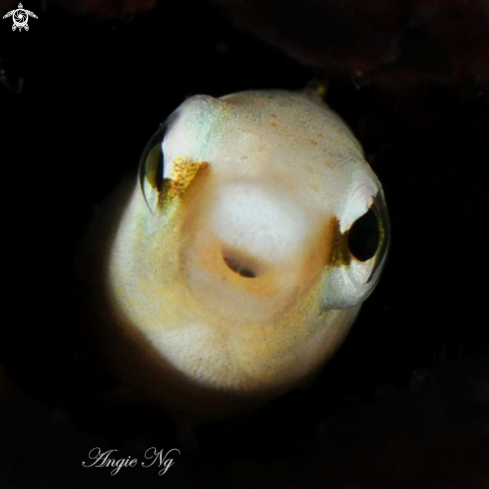 A Blenny