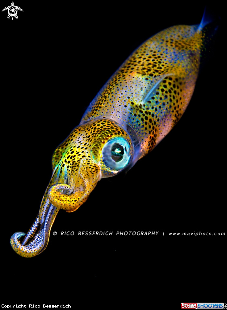 A Common Mediterenean Squid