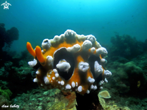 A nudibranch