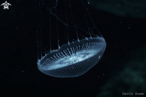 A Common Jellyfish  | Jelly Fish