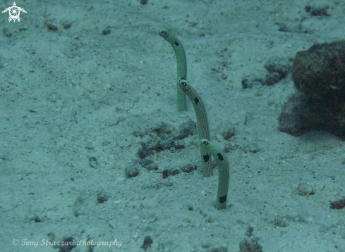 A Heterocongrinae | Garden Eels