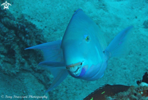 A Parrotfish