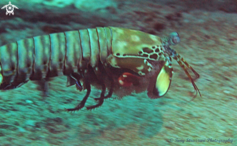A Stomatopoda | Mantis Shrimp