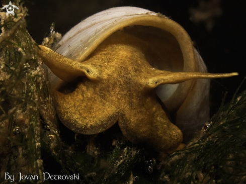 A Lymnaeidae | Vodeni puž / Water snail.