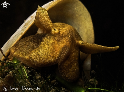 A Vodeni puž / Water snail.