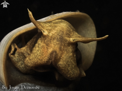 A Vodeni puž / Water snail.