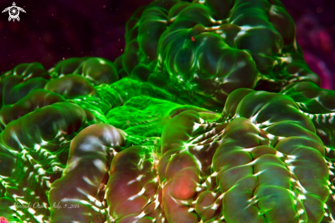 A Open Brain Coral