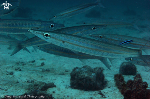 A Sphyraena chrysotaenia | Yellowstriped barracuda