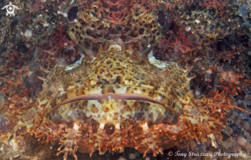 A Parascorpaena picta | Painted Scorpionfish