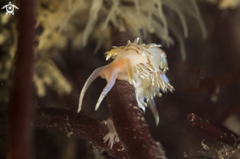 A nudibranch