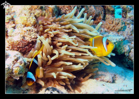 A Amphiprion Bicinctus | Poissons Clowns