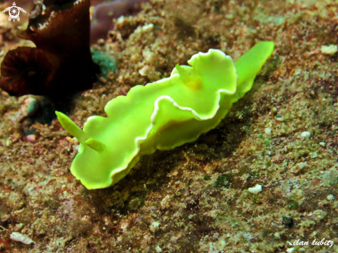 A Diversidoris crocea | nudibranch