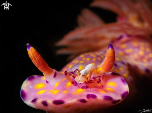 A Periclimenes imperator & Many Lobed Ceratosoma | Emperor Shrimp