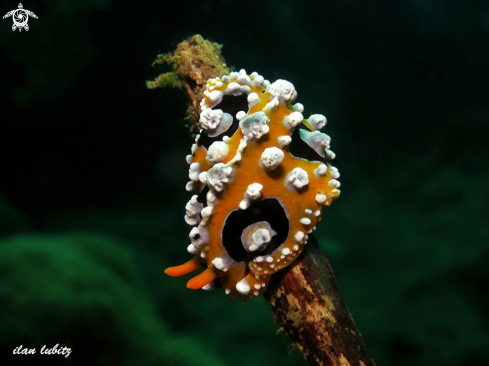 A phyllidia ocellata | nudibranch