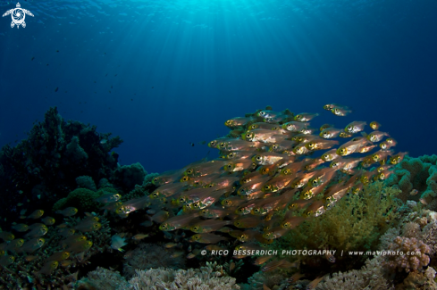 A Glassfishes