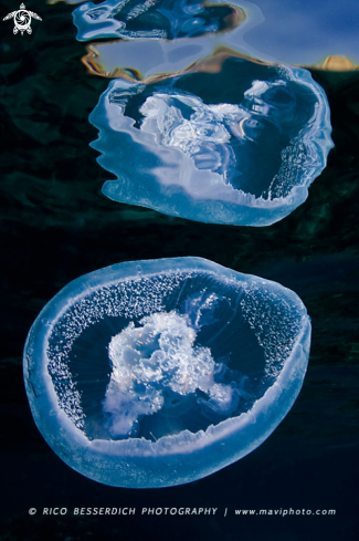 A Jellyfish